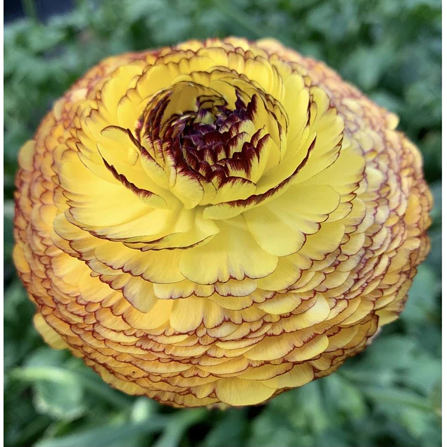 Tazon dia de la Madre con Bulbos