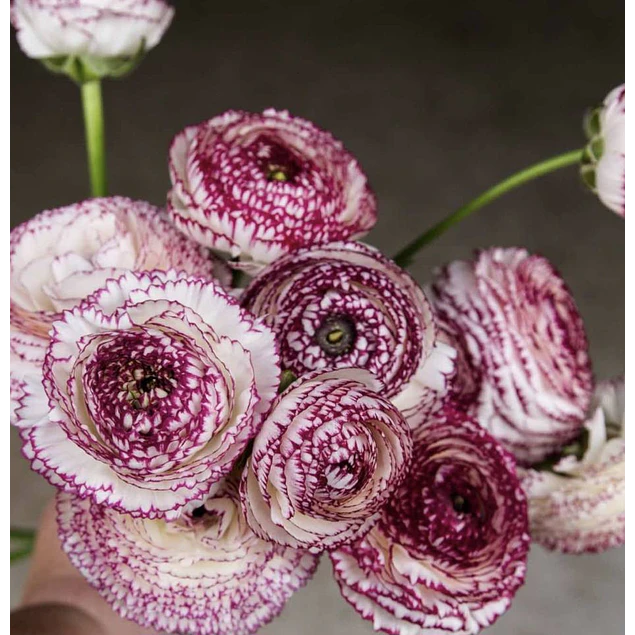 Tazon dia de la Madre con Bulbos