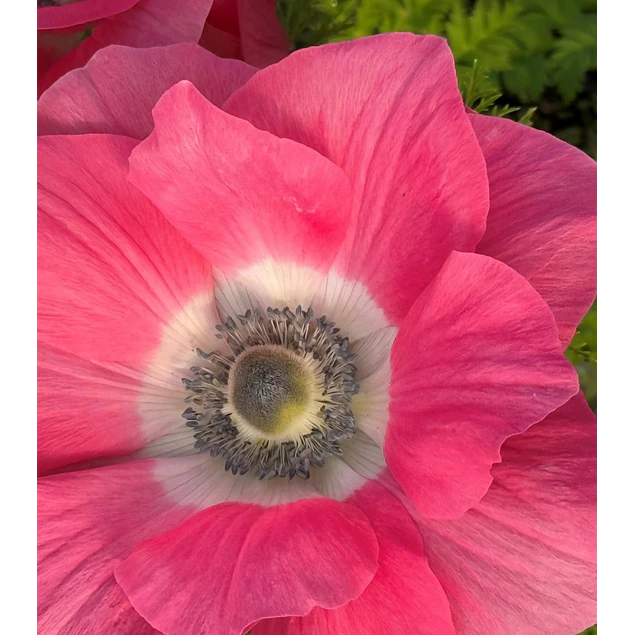 Tazon dia de la Madre con Bulbos