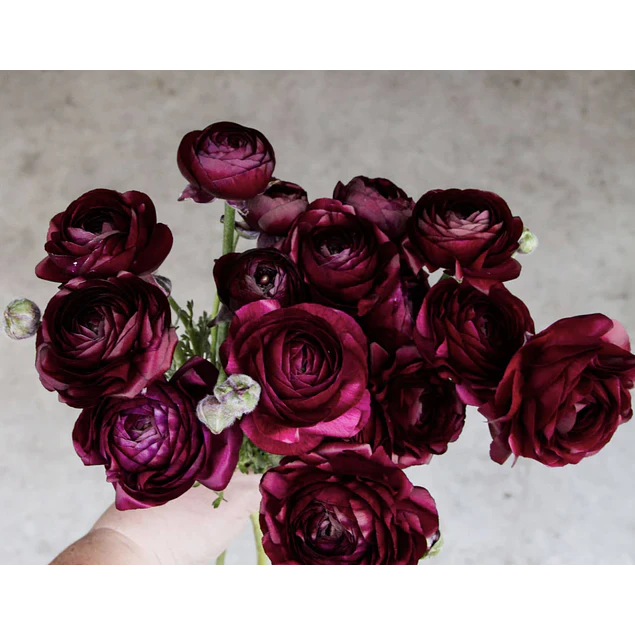 Tazon dia de la Madre con Bulbos