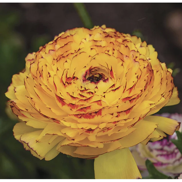 Tazon dia de la Madre con Bulbos