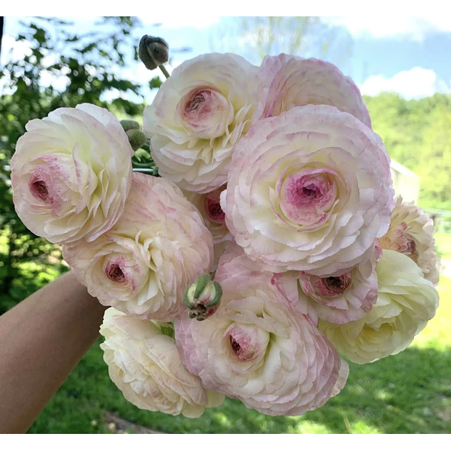 Tazon dia de la Madre con Bulbos