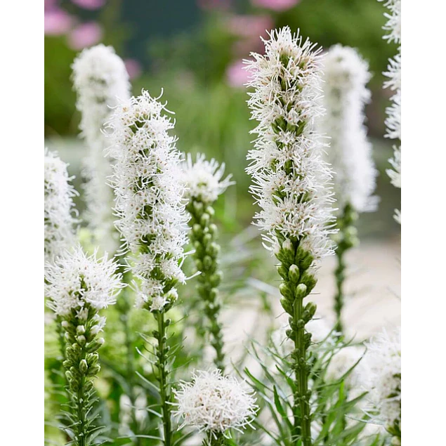 Liatris Blancos 150 un