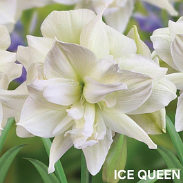 Amaryllis Ice Queen (Bulbo)