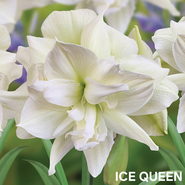 Amaryllis Ice Queen (Bulbo)