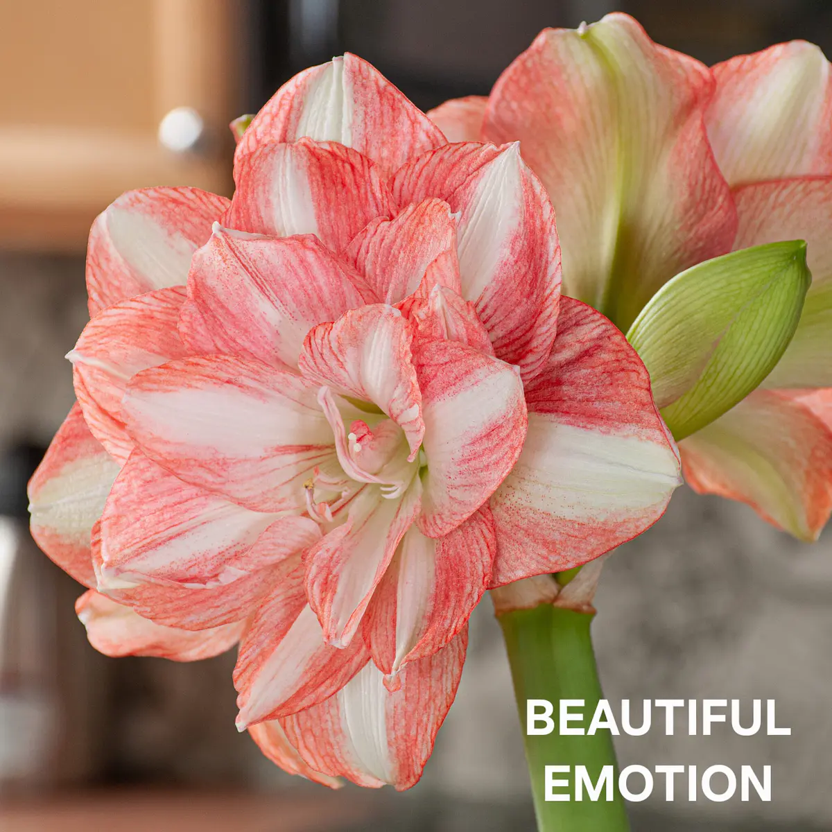 Amaryllis Beautiful Emotion (Bulbo)