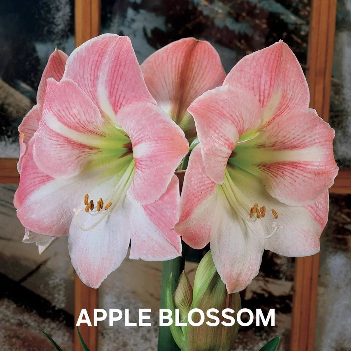 Amaryllis Apple Blossom (Bulbo)