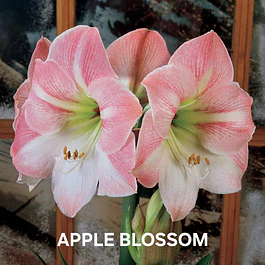 Amaryllis Apple Blossom (Bulbo)