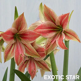 Amaryllis Exotic Star (Bulbo)