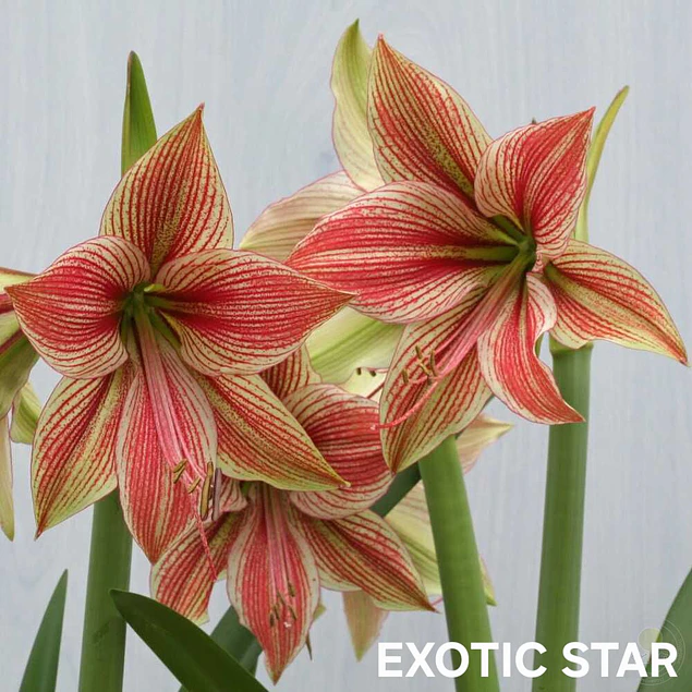Amaryllis Exotic Star (Bulbo)