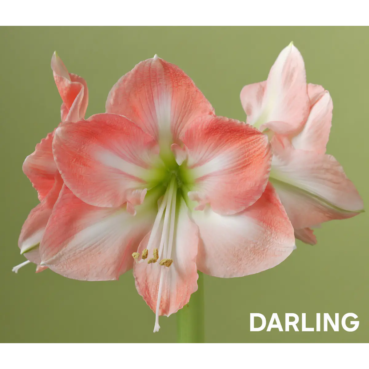 Amaryllis Darling (Bulbo)