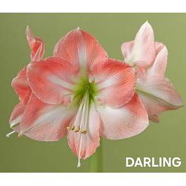 Amaryllis Darling (Bulbo)