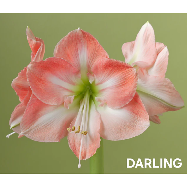 Amaryllis Darling (Bulbo)