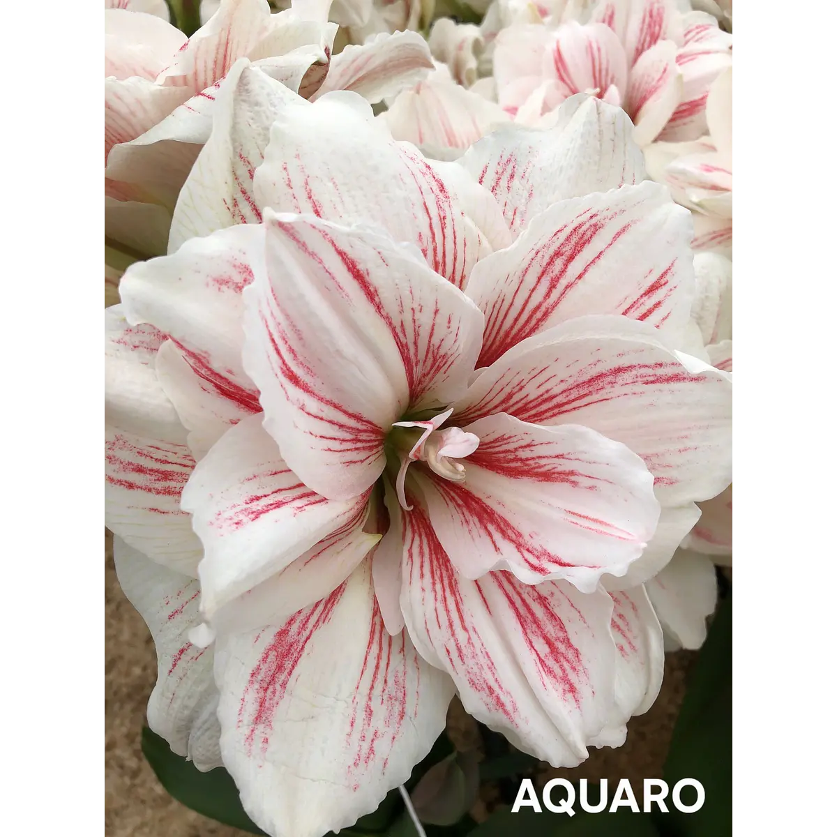 Amaryllis Aquaro (Bulbo)