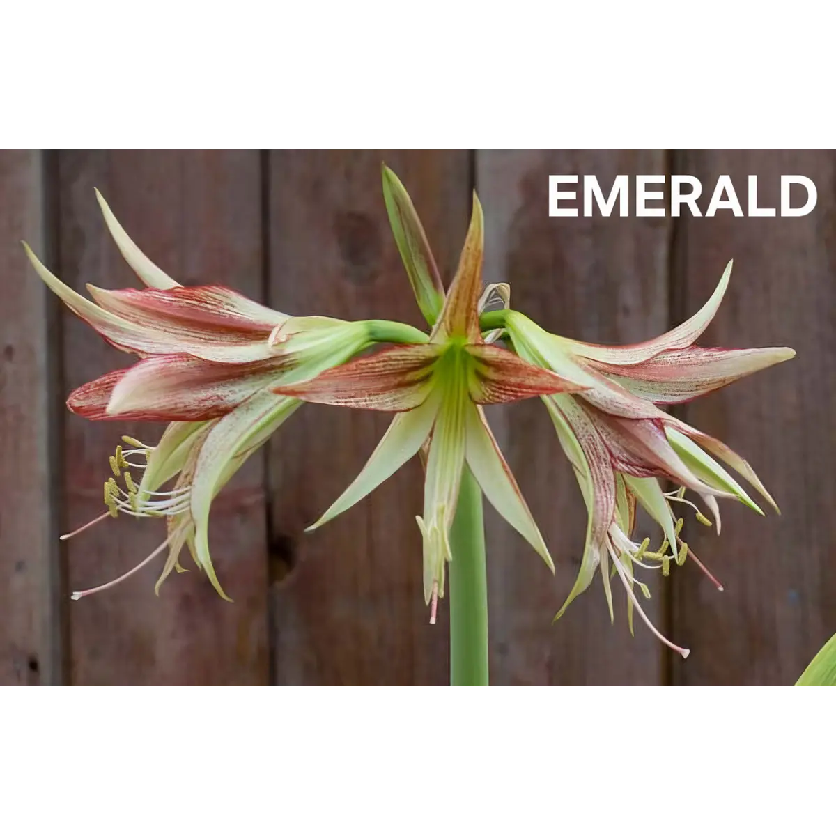 Amaryllis Emerald (Bulbo)