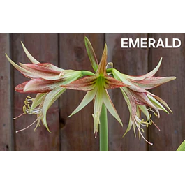 Amaryllis Emerald (Bulbo)