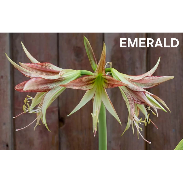 Amaryllis Emerald (Bulbo)