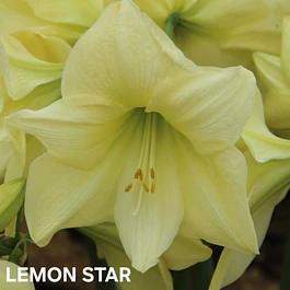 Amaryllis Lemon Star (Bulbo)