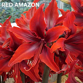 Amaryllis Red Amazon (Bulbo)