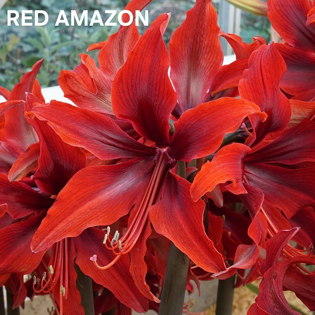 Amaryllis Red Amazon (Bulbo)