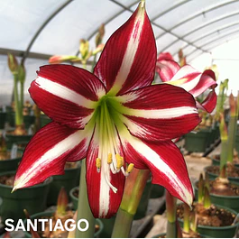 Amaryllis Santiago (Bulbo)