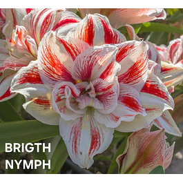 Amaryllis Brigth Nymph (Bulbo)