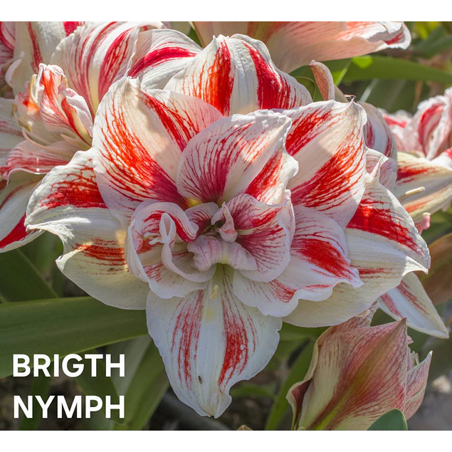 Amaryllis Brigth Nymph (Bulbo)