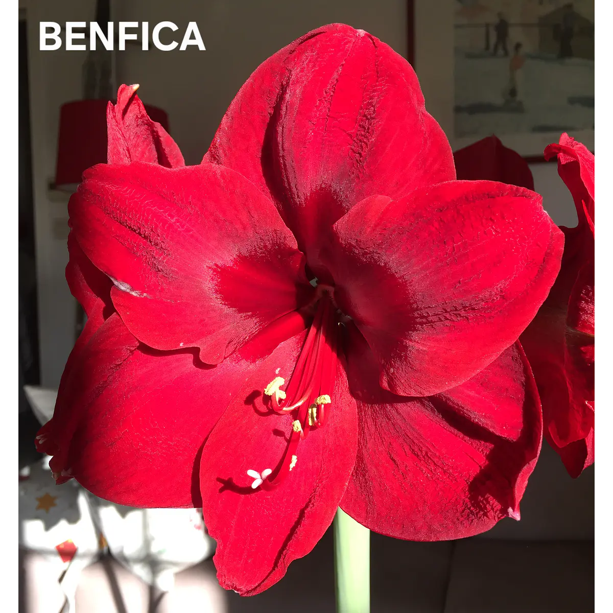 Amaryllis Benfica (Bulbo)
