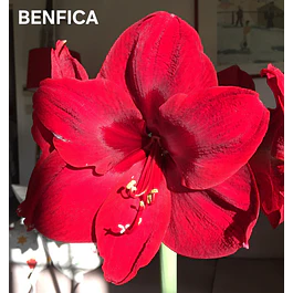 Amaryllis Benfica (Bulbo)