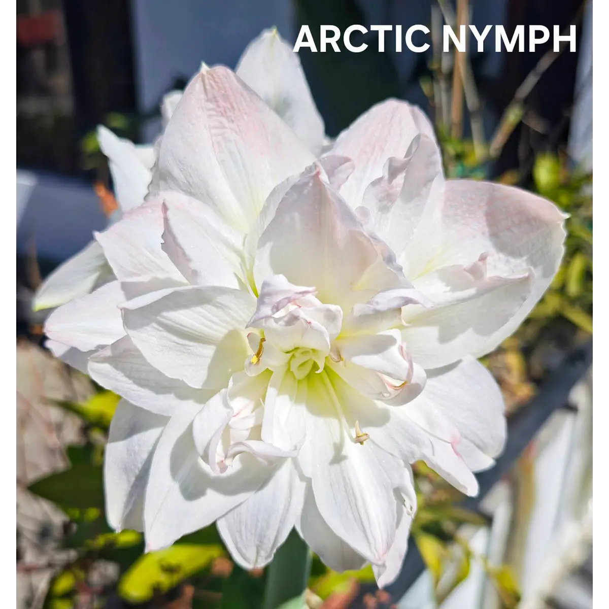 Amaryllis Arctic Nymph (Bulbo)