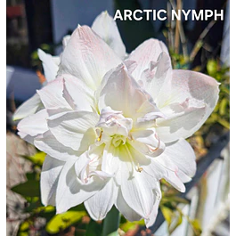 Amaryllis Arctic Nymph (Bulbo)