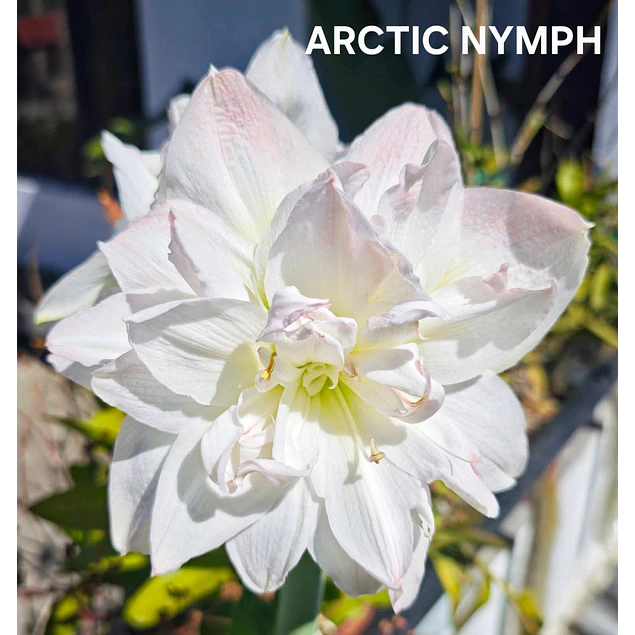 Amaryllis Arctic Nymph (Bulbo)