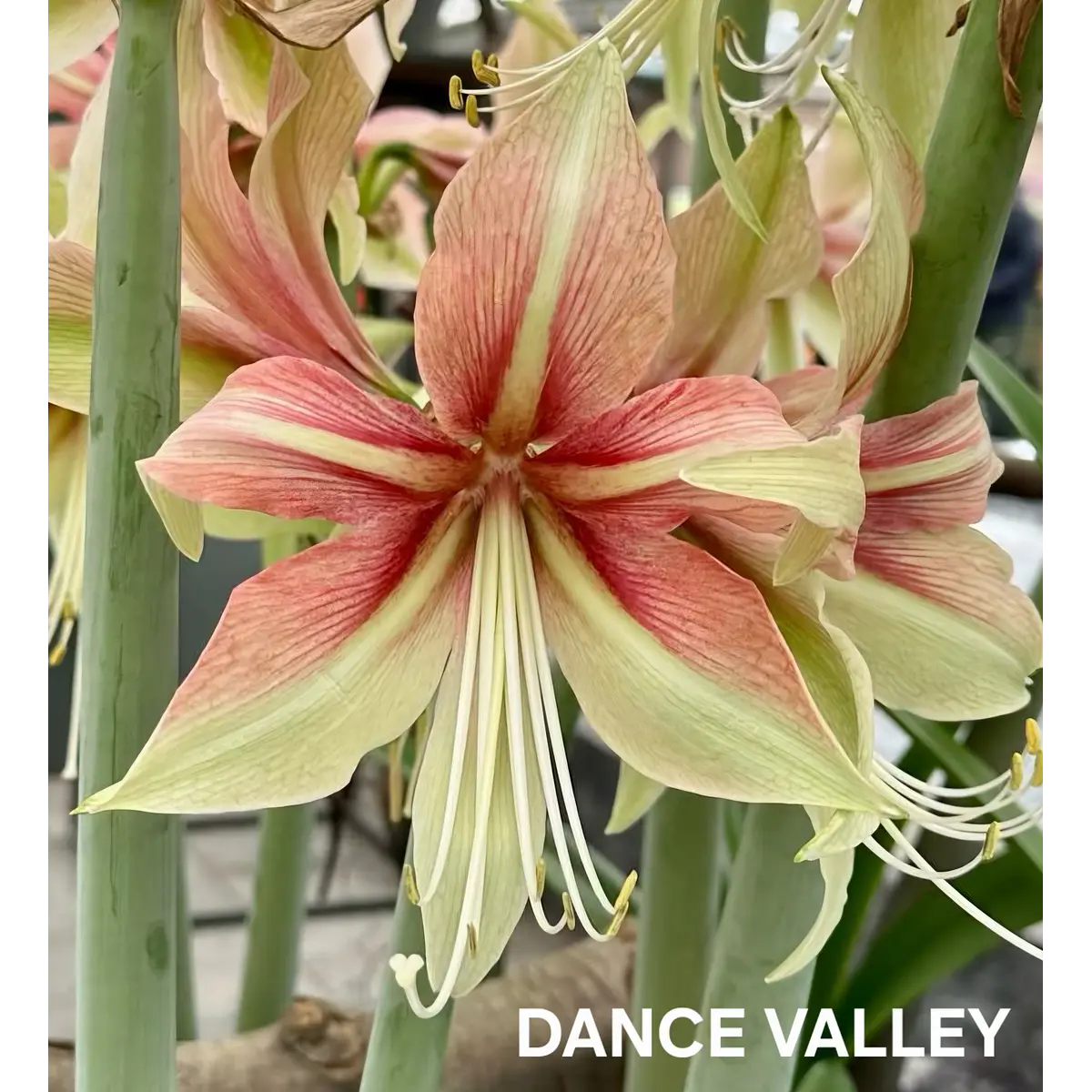 Amaryllis Dance Valley (Bulbo)