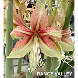 Amaryllis Dance Valley (Bulbo)