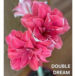Amaryllis Double Dream (Bulbo)