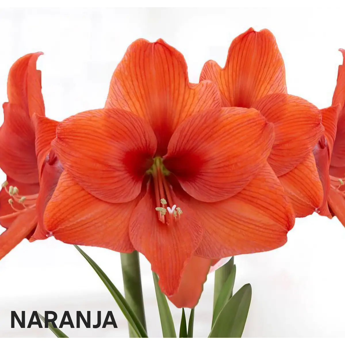 Amaryllis Naranja (Bulbo)