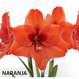 Amaryllis Naranja (Bulbo)