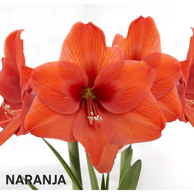 Amaryllis Naranja (Bulbo)