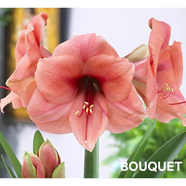 Amaryllis Bouquet (Bulbo)