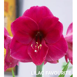 Amaryllis Lilac Favourite (Bulbo)