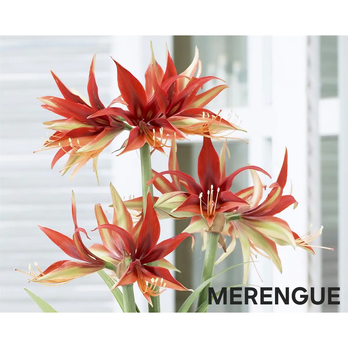 Amaryllis Merengue (Bulbo)
