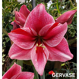 Amaryllis Gervase (Bulbo)