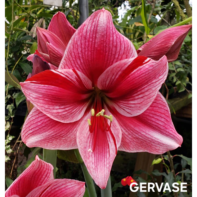 Amaryllis Gervase (Bulbo)