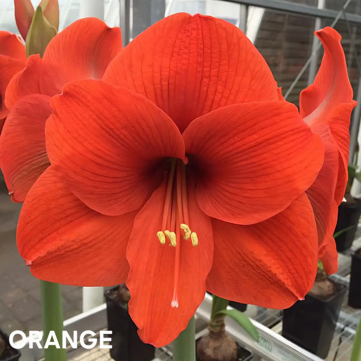 Amaryllis Orange (Bulbo)