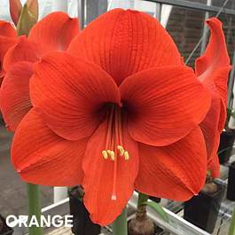 Amaryllis Orange (Bulbo)