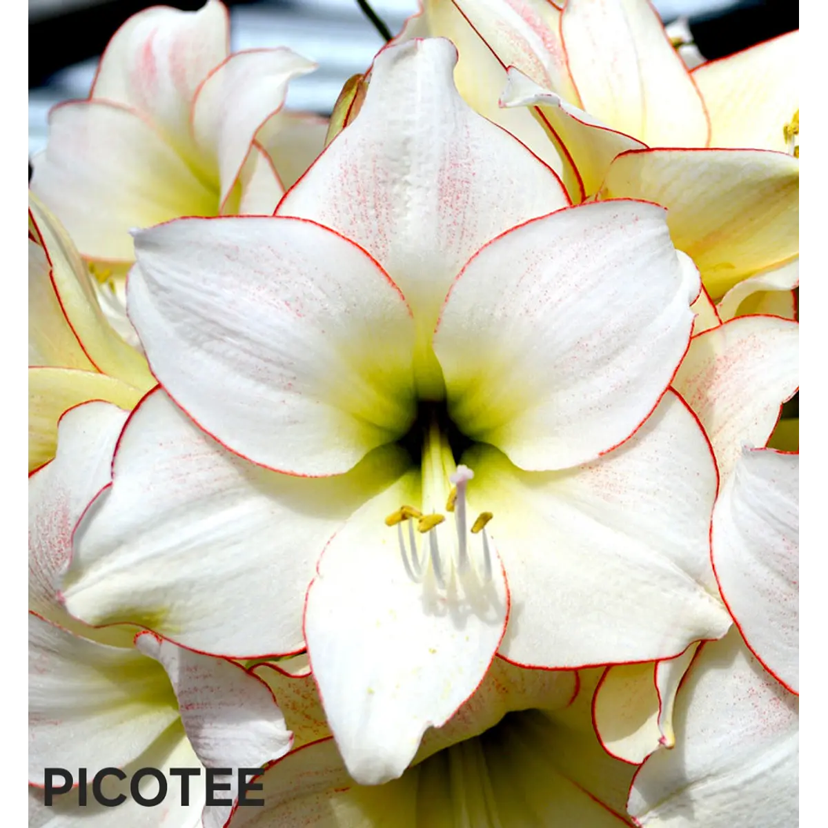 Amaryllis Picotee (Bulbo)