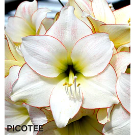 Amaryllis Picotee (Bulbo)