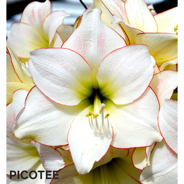 Amaryllis Picotee (Bulbo)
