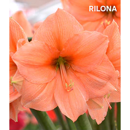 Amaryllis Rilona (Bulbo)