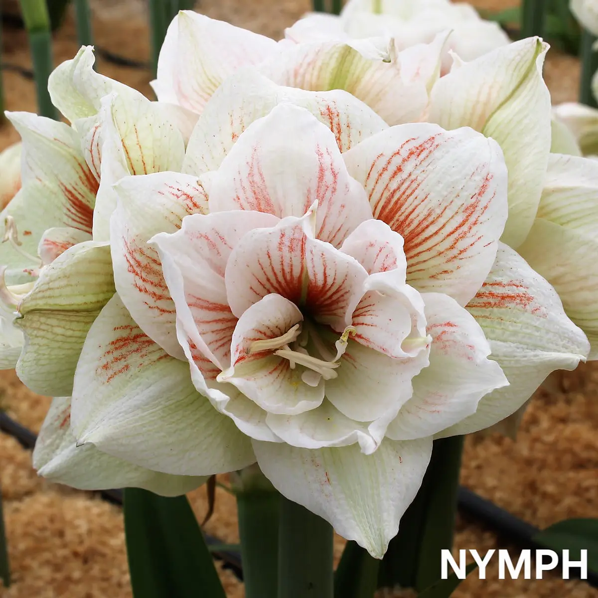 Amaryllis Nymph (Bulbo)